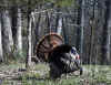 MPH Spring Trophy Gobbler 600.jpg (119136 bytes)