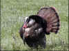 MPH Spring Trophy Gobbler Up Close 600.jpg (100217 bytes)