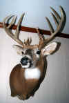 MPH Trophy Book Buck.jpg (50392 bytes)